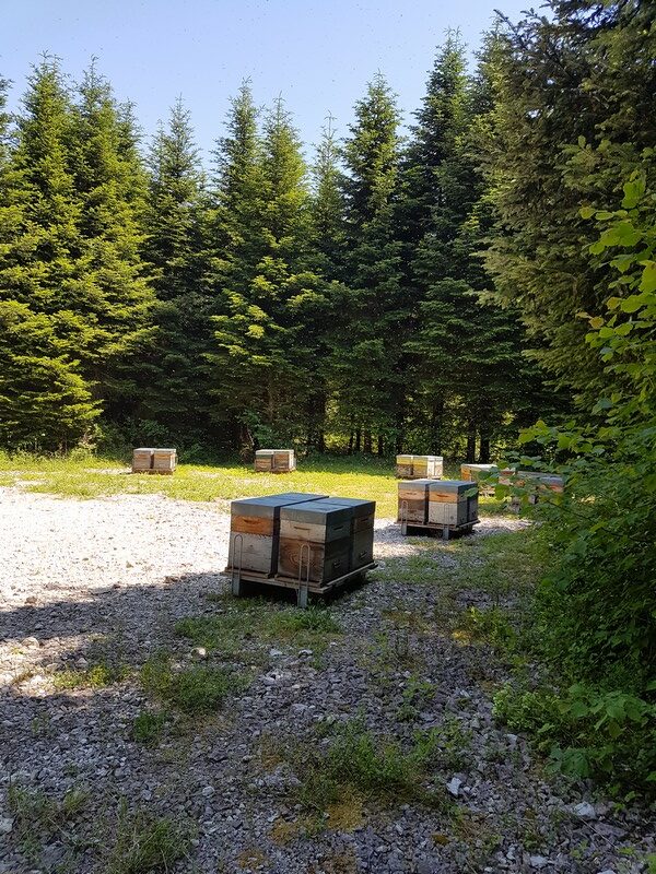 Les ruches dans leur environnement naturel du massif du Jura